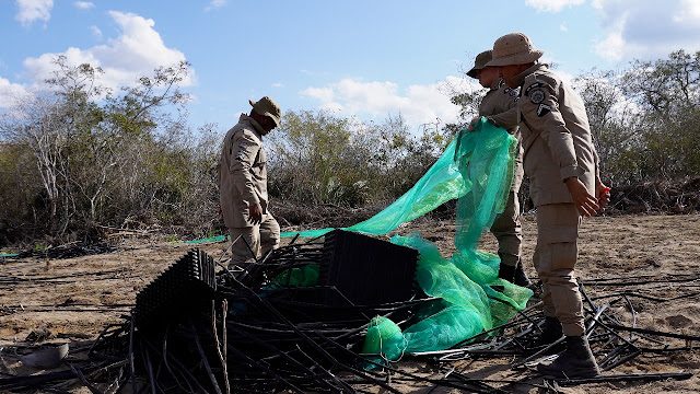 PM erradica plantação com 30 mil pés de maconha na zona rural de Senhor do Bonfim (BA)