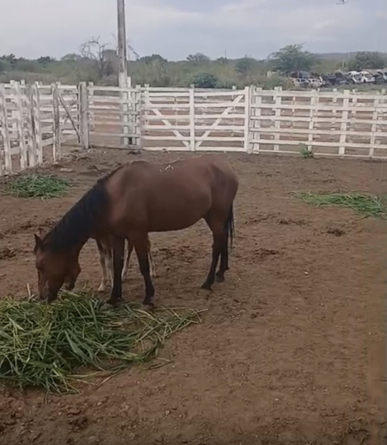 Prefeitura de Araripina intensifica coleta e apreensão de animais soltos nas vias públicas