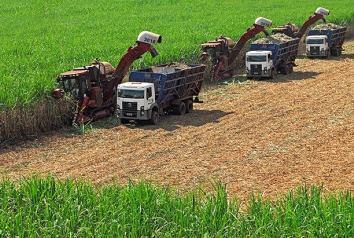 Tarifas dos EUA Reduzem Produção de Açúcar no Nordeste em Mais de 41%